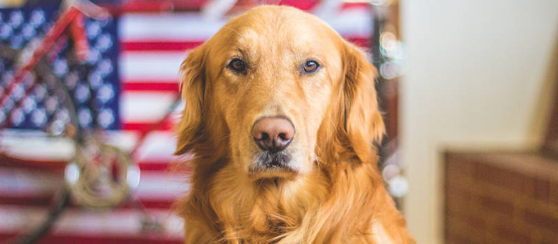 a golden retriever diabetic alert dog